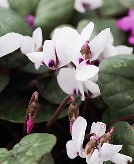 Cyclamen coum 'Album' Pot 9 cm