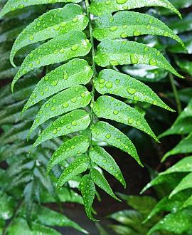 Cyrtomium falcatum Pot 9 cm