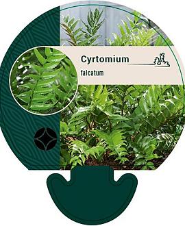 Cyrtomium falcatum Pot 9 cm