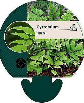Cyrtomium fortunei Pot 9 cm