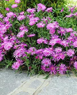 Delosperma sutherlandii Pot 9 cm
