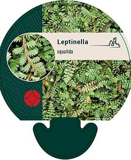 Leptinella squalida Pot 9 cm