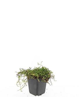 Leptinella squalida Pot 9 cm