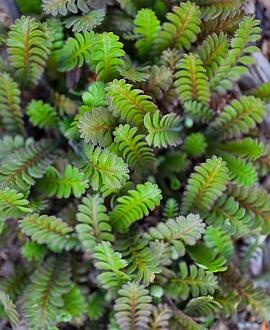 Leptinella squalida Pot 9 cm