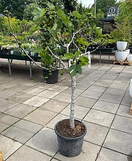 Ficus carica Pot 35 Liter Halfstam