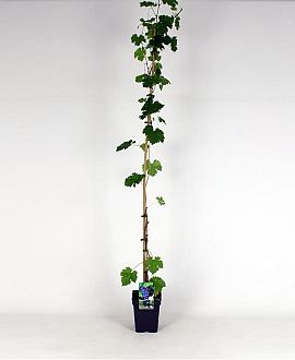 Vitis 'Boskoop Glory' Pot 5 Liter 150 - 175 cm