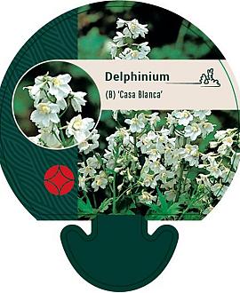 Delphinium (B) 'Casa Blanca' Pot 9 cm