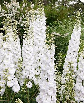 Delphinium (B) 'Casa Blanca' Pot 9 cm