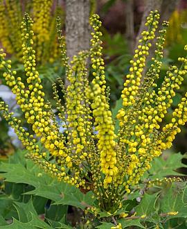 Mahonia media 'Charity' Pot 20 Liter 80 - 100 cm