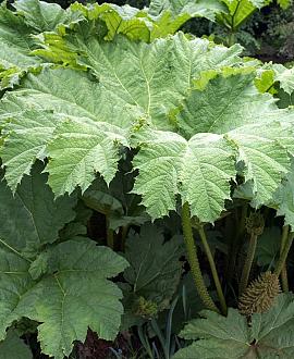 Gunnera manicata Pot 9 Liter 