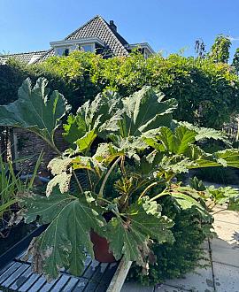 Gunnera manicata Pot 9 Liter 