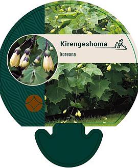 Kirengeshoma koreana Pot 9 cm