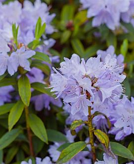 Rhododendron impeditum Pot 3 Liter 