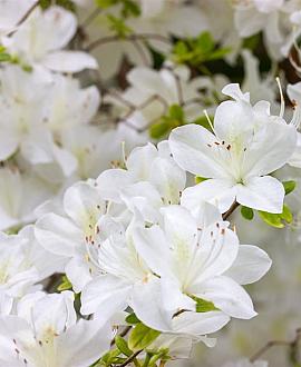 Rhododendron (AJ) 'Schneewittchen' Pot 3 Liter 