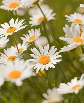 Leucanthemum (S) 'Alaska' Pot 9 cm