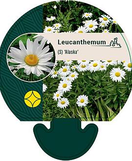 Leucanthemum (S) 'Alaska' Pot 9 cm