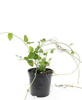 Vinca major Pot 1,5 liter