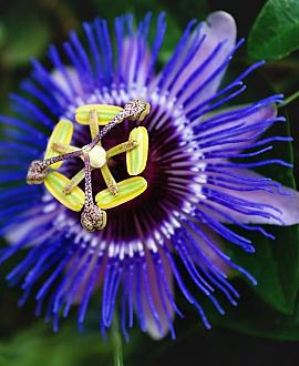 Passiflora 'Amethyst' Pot 2 Liter
