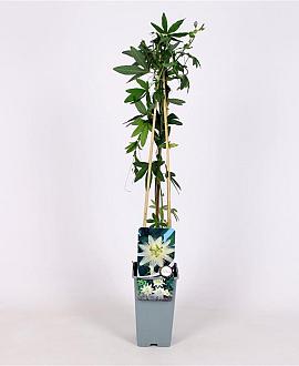 Passiflora caerulea 'Const.Elliott' Pot 2 Liter