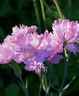 Dianthus grat. 'Pink Jewel' Pot 9 cm