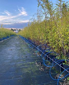 Fargesia nitida 'Black Pearl' Pot 5 Liter 60 - 80 cm