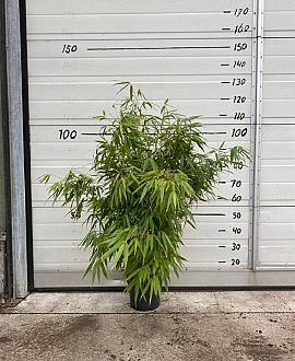 Fargesia rufa Pot 5 Liter 60 - 80 cm