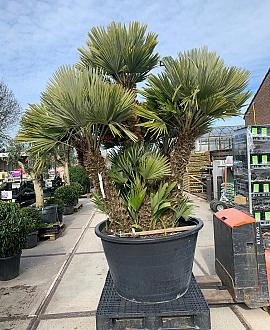 Chamaerops humilis 'Vulcano' Pot 500 Liter Meerstammig