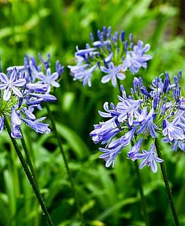 Agapanthus africanus Pot 10 liter