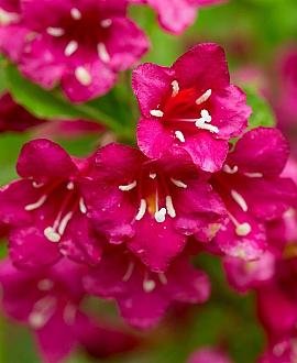 Weigela 'Red Prince' Pot 5 Liter 