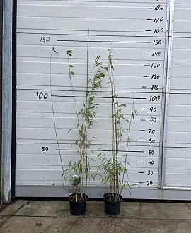 Fargesia 'Jiuzhaigou 1' Pot 2 Liter60 - 80 cm