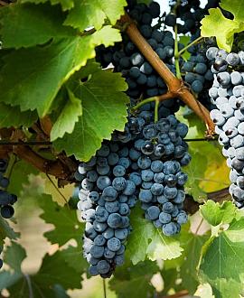 Vitis vinifera Pot 35 Liter 100 - 125 cm