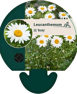 Leucanthemum (S) 'Becky' Pot 9 cm