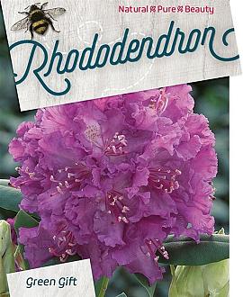 Rhododendron 'Azurro' Pot 10 liter