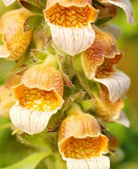 Digitalis lanata Pot 9 cm