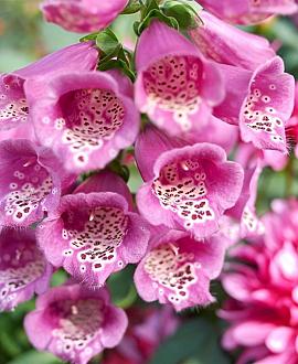 Digitalis purp. 'Dalmatian Rose' Pot 9 cm