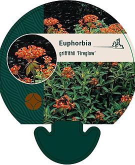 Euphorbia griffithii 'Fireglow' Pot 9 cm