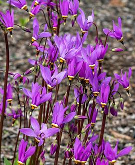 Dodecatheon meadia Pot 9 cm