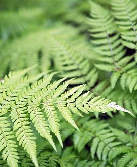 Dryopteris af. 'Crispa' Pot 9 cm