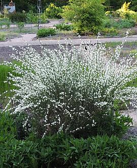 Cytisus praecox 'Albus' Pot 3 Liter 