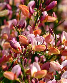 Cytisus 'Zeelandia' Pot 3 Liter 