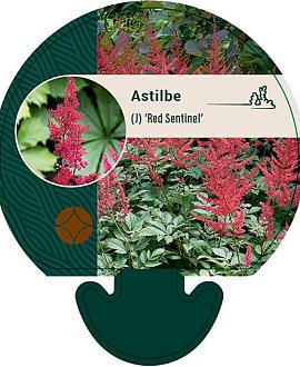 Astilbe (J) 'Red Sentinel' Pot 9 cm