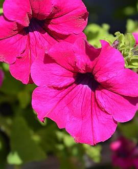 Petunia Surfinia -