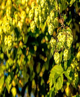 Humulus l. 'Nordbrau' Pot 2 Liter