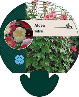 Alcea ficifolia Pot 9 cm