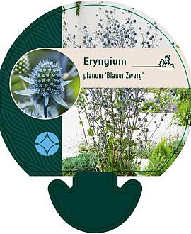 Eryngium pl. 'Blauer Zwerg' Pot 9 cm