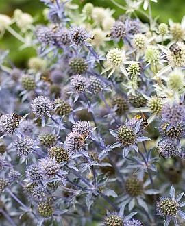 Eryngium pl. 'Blauer Zwerg' Pot 9 cm