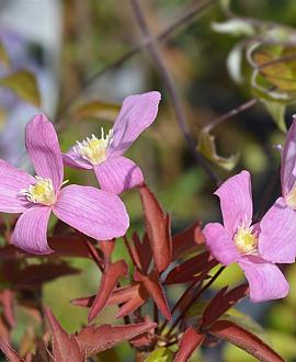 Clematis 'Fragrant Spring' Pot 2 Liter