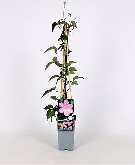 Clematis 'Fragrant Spring' Pot 2 Liter