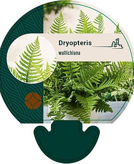 Dryopteris wallichiana Pot 9 cm