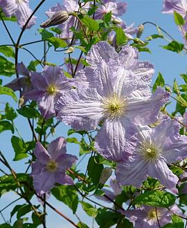 Clematis 'Blue Angel' Pot 2 Liter